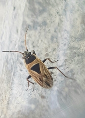 Xanthochilus quadratus