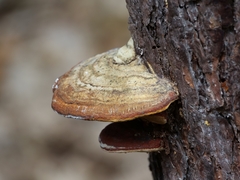 Fomitopsis pinicola