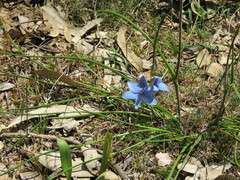 Thelymitra crinita