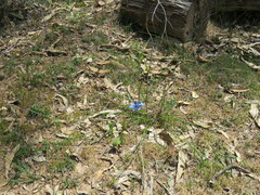 Thelymitra crinita