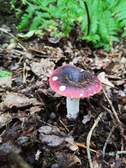 Russula atropurpurea