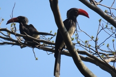 Lophoceros alboterminatus