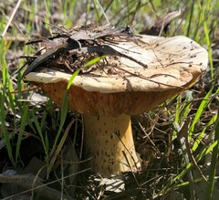 Amanita ochrophylla