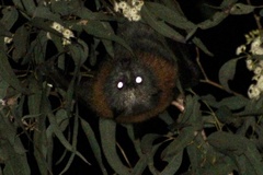 Pteropus poliocephalus