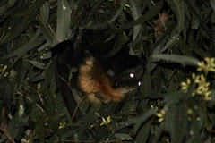 Pteropus poliocephalus