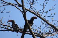 Lophoceros alboterminatus