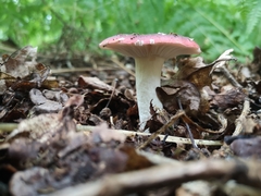 Russula atropurpurea
