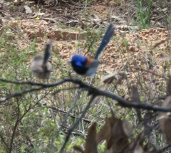 Malurus pulcherrimus