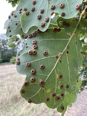 Neuroterus numismalis