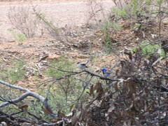 Malurus pulcherrimus