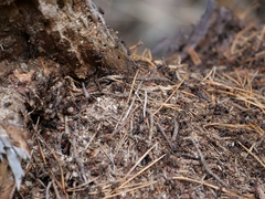 Formica rufa