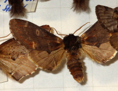 Notodonta dromedarius