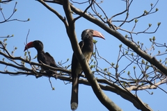 Lophoceros alboterminatus