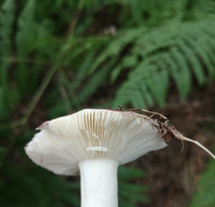 Russula atropurpurea