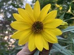 Helianthus giganteus