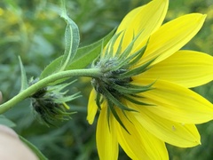 Helianthus giganteus