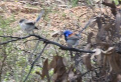 Malurus pulcherrimus