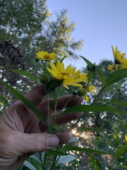 Helianthus giganteus
