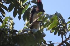 Lophoceros alboterminatus