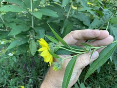 Helianthus giganteus