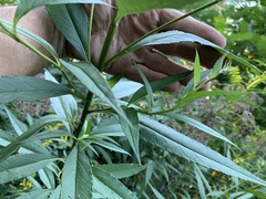 Helianthus giganteus
