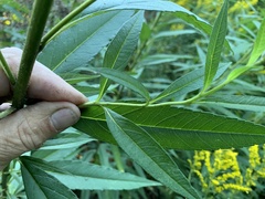 Helianthus giganteus