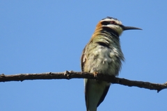 Merops albicollis