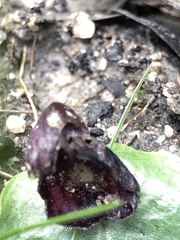 Corybas