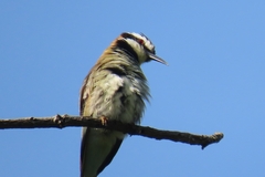 Merops albicollis
