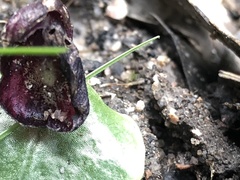 Corybas