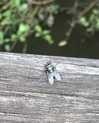 Chrysomya megacephala