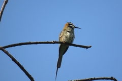 Merops albicollis