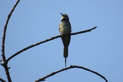 Merops albicollis