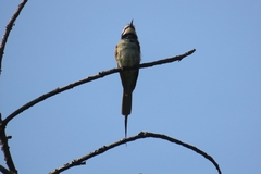 Merops albicollis