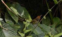 Phyllergates cucullatus