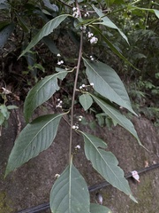 Deeringia polysperma