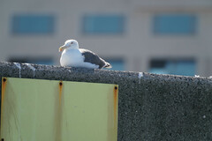Larus schistisagus