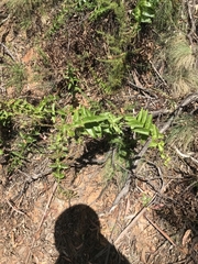 Veronica derwentiana