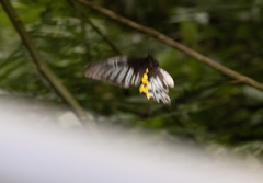 Troides hypolitus cellularis