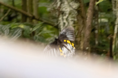 Troides hypolitus cellularis