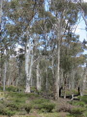 Eucalyptus wandoo