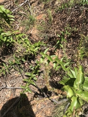 Veronica derwentiana