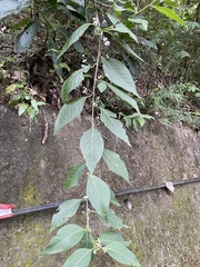 Deeringia polysperma