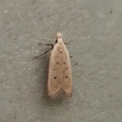 Nothris verbascella