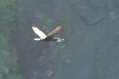 Phalacrocorax capillatus