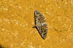 Alucita hexadactyla