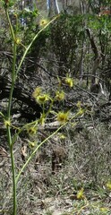 Drosera gigantea