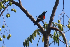 Cinnyris chloropygius