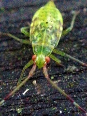 Pantilius tunicatus