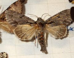 Acronicta psi